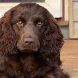 Boykin Spaniels from Hidden Creek Kennels