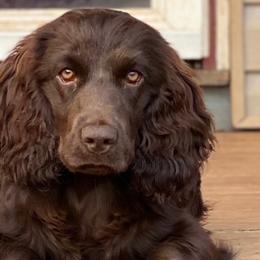 Boykin Spaniels from Hidden Creek Kennels