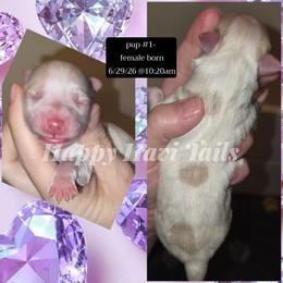 1st born- no name yet - Cream female Havanese puppy in Kansas City, Missouri from Happy Havi Tails