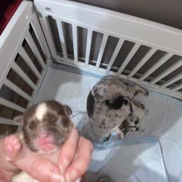 Emily - Chocolate female Shih Tzu puppy in Double Springs, Alabama from Little Friends Kennel