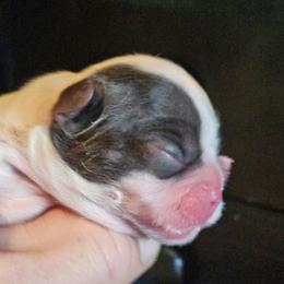 Boy 1 - Black and white male French Bulldog puppy in High Ridge, Missouri from St Louis Frenchies