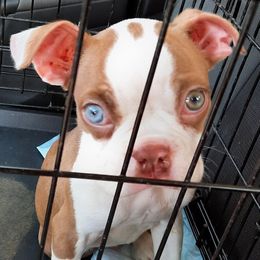Boston Terriers from Western KY CKC Boston Terrier