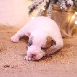 Alvin - Tan and white male Jack Russell Terrier puppy in West Bend, Iowa from Blue Skies Terriers