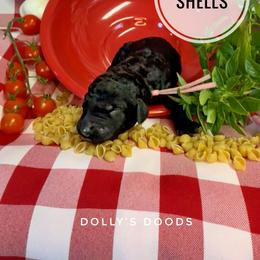 Shells - Peach Girl - Black female Goldendoodle puppy in Harrisburg, Oregon from Dolly’s Doods
