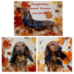 Guinevere - Dachshund