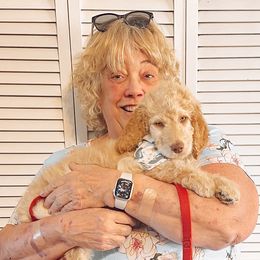 Dancer - Apricot Goldendoodle puppy in Barnesville, Georgia from Sweet Peach Doodles