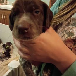 Trapper - Liver and white male German Shorthaired Pointer puppy in Riverdale, Michigan from Ninemire Farm