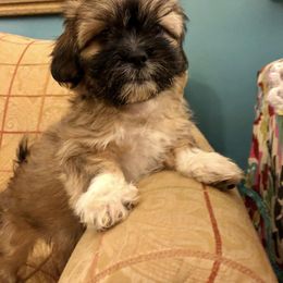 Shih Tzu Puppies from Magnolia Small Breeds