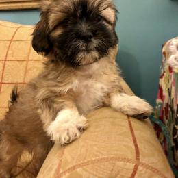 Shih Tzu Puppies from Magnolia Small Breeds