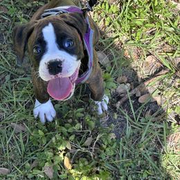 Boxer Puppies from Starlight Boxer Corner