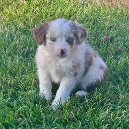 Caspian - Red merle male Miniature Australian Shepherd puppy in California from Eagle River Aussies
