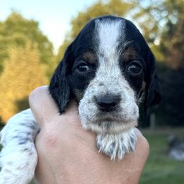 Gloria - Black white and tan female English Springer Spaniel puppy in Bay City, Wisconsin from Springer Hills Farm
