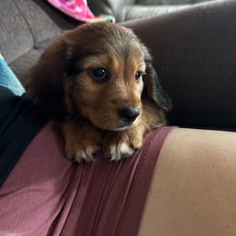 Onyx - Chocolate male Cavapoo puppy in Nevada, Missouri from Backroad Fur Babies