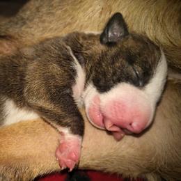 Miniature Bull Terrier puppies from Rossi River Minibulls