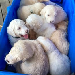 Goldendoodle Puppies from Sunnyside Botanical