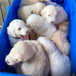 Goldendoodle Puppies from Sunnyside Botanical