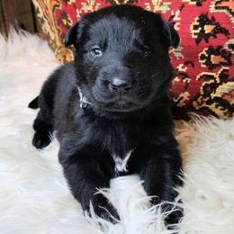 Silver Boy - Black male German Shepherd puppy in Holden, Missouri from Shiloh's Shepherds & Ridgebacks