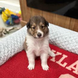 Baker - Sable and white male Collie puppy in Beaver, Oklahoma from Lawson’s Lassies