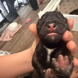 Green - Fawn sable male Belgian Malinois puppy in Boise, Idaho from Wings of Freedom Retrievers and Malinois