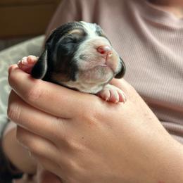 Female 1 - Black brown and white female Basset Hound puppy in Lindley, New York from Hill Top Basset Hounds & Cane Corso