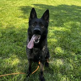 Erwin - German Shepherd