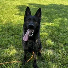 Erwin - German Shepherd