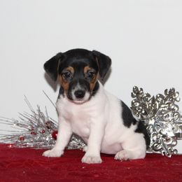 PeppermintPatty - Tri-color female Russell Terrier puppy in Lancaster, Pennsylvania from Sunny Lane JRTs