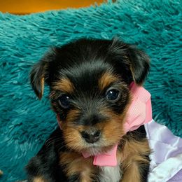 Yorkshire Terriers from OT’S PRECIOUS PUPS