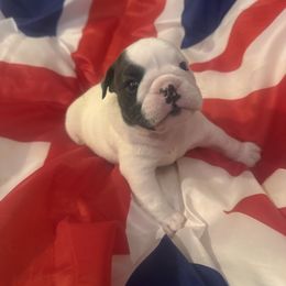 Teddy - White male Bulldog puppy in Dix Hills, New York from Mansi Bulldogs