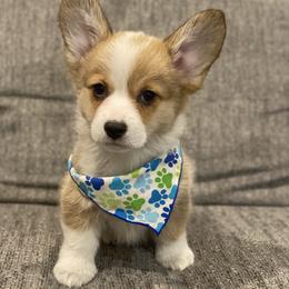 Winnie - Red female Pembroke Welsh Corgi puppy in Urbana, Ohio from Edgewood Farm and Kennel