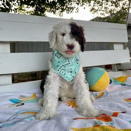 Sheepadoodle Puppies from Pawsome Doodle Haven