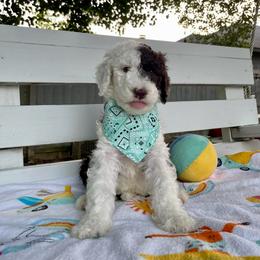 Sheepadoodle Puppies from Pawsome Doodle Haven