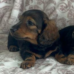 Male 2 - Wild boar male Dachshund puppy in Sauk Village, Illinois from Midwest Timberland Pups