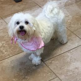 Chloe - Maltese