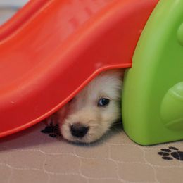 Golden Retriever Puppies from Dani’s Dawgs