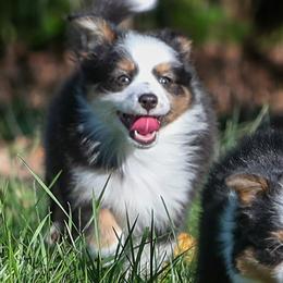 Hazel - Black tri female Miniature American Shepherd puppy in Valparaiso, Indiana from Wigglebutt