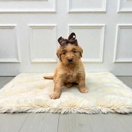 Brown collar female - Dark golden female Golden Retriever puppy in Baytown, Texas from Golden Tails of Texas