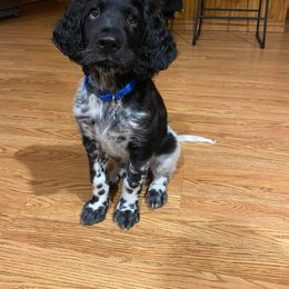 Large Münsterländer Puppies from CheddArris Kennel