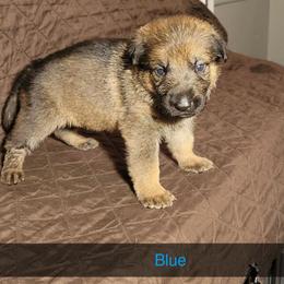 BLUE - Sable male German Shepherd puppy in Willoughby, Ohio from WolfPackk
