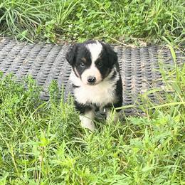 Boy 1 - Tri-color male Border Collie puppy in Elkhorn, Wisconsin from MoonStar Farm