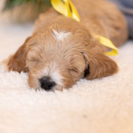 Goldendoodle Puppies from Dean Doodles
