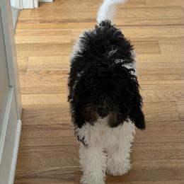 Dutton - Black and white male Cavapoo puppy in West Olive, Michigan from House of Cavapoos