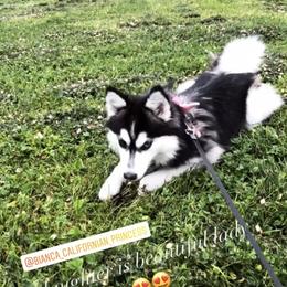 Pomsky Puppies from Guccio’s Pomsky’s and Stud Services