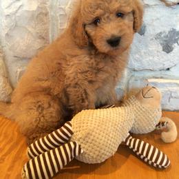 Cavapoo and Goldendoodle Puppies from Safari Doodles