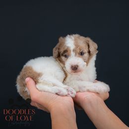 Holly - Merle female Labradoodle puppy in Travelers Rest, South Carolina from Doodles of Love Labradoodles