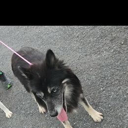Reign - Black tan and white female Siberian Husky puppy in Cassatt, South Carolina from Tundra Storm Siberians