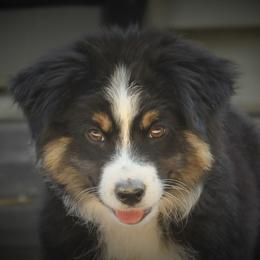 Border Collie, English Setter, and Miniature American Shepherd Puppies from First Harmony Farms