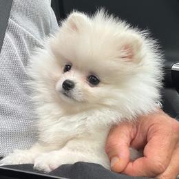 Pomeranian Puppies from Kouture Pomeranians