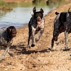 German Shorthaired Pointers from Hunting Son's Pointers