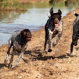 German Shorthaired Pointers from Hunting Son's Pointers